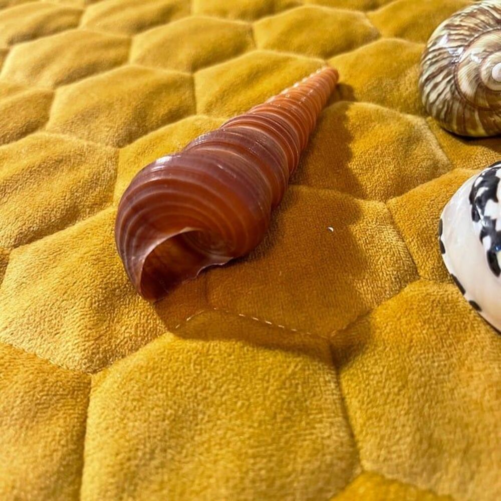 seashells(5) - Picture 6 of 7